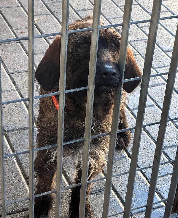 BISCOTTO SEGUGIO Foto 5